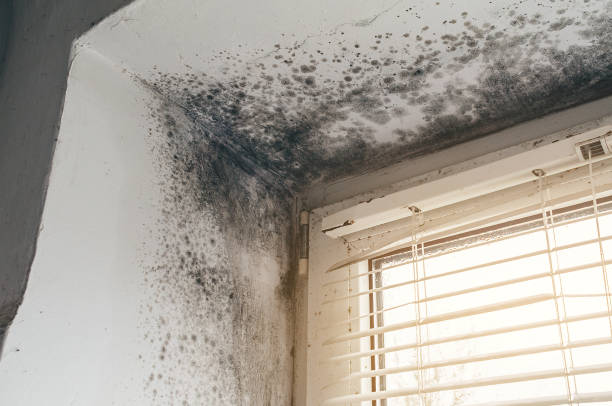 Affordable Attic Mold Remediation solutions in Urbanna, VA